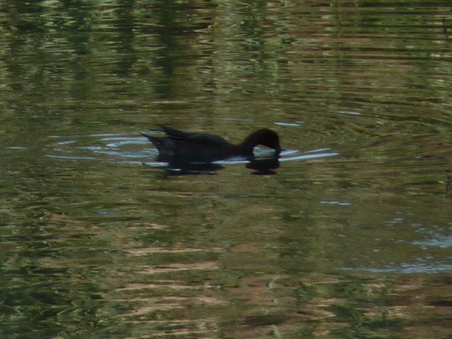 identificazione anatide